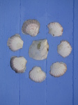 SX23685 Portmeirion shells in roof.jpg